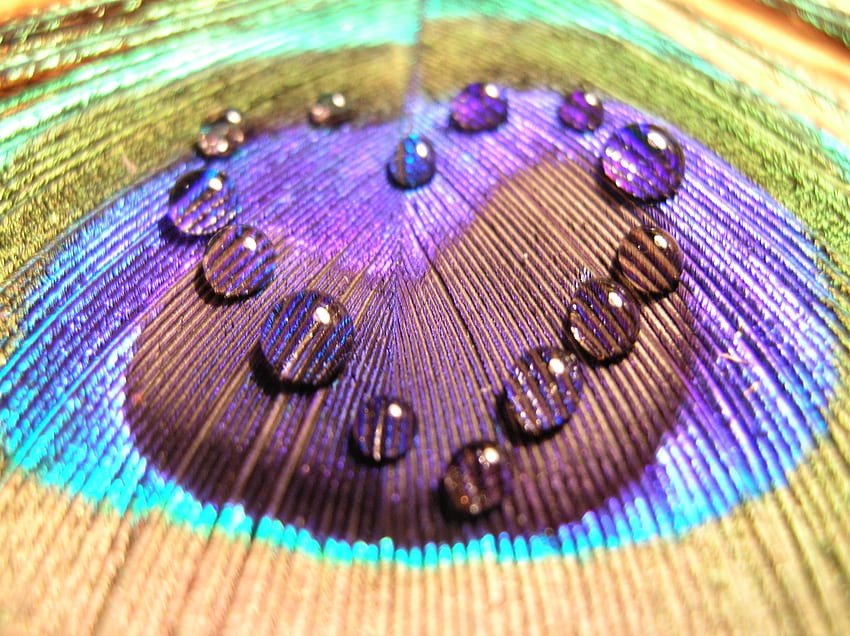 Drops, Feather, Macro, Multicolored, Motley, Surface, Peacock, Pen HD wallpaper