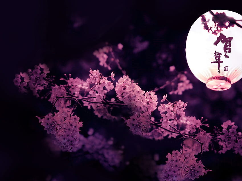 Kirschblüte Schwarz, dunkle Kirschblüte HD-Hintergrundbild