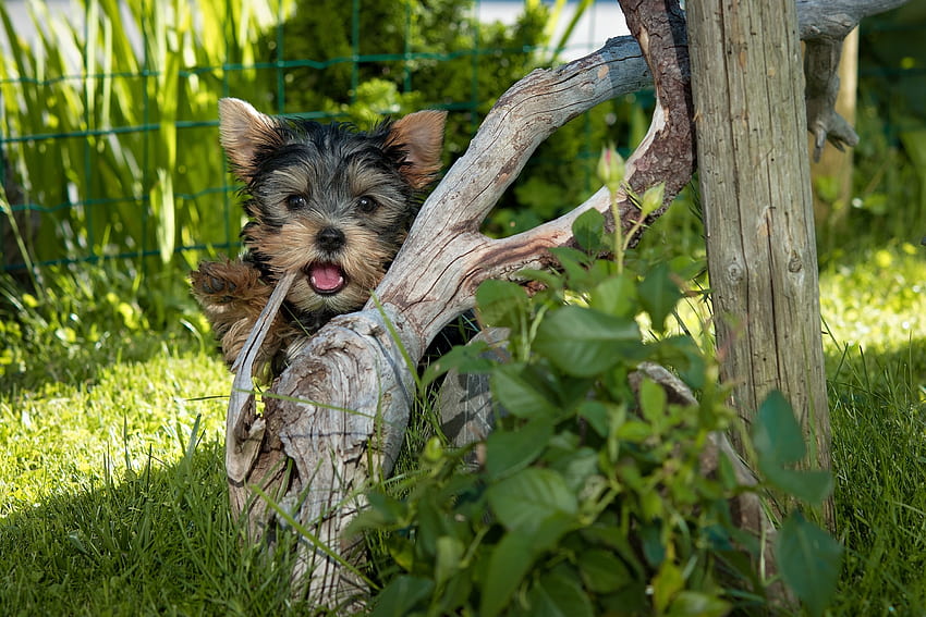 Animals, Grass, Wood, Tree, Dog, Yorkshire Terrier HD wallpaper