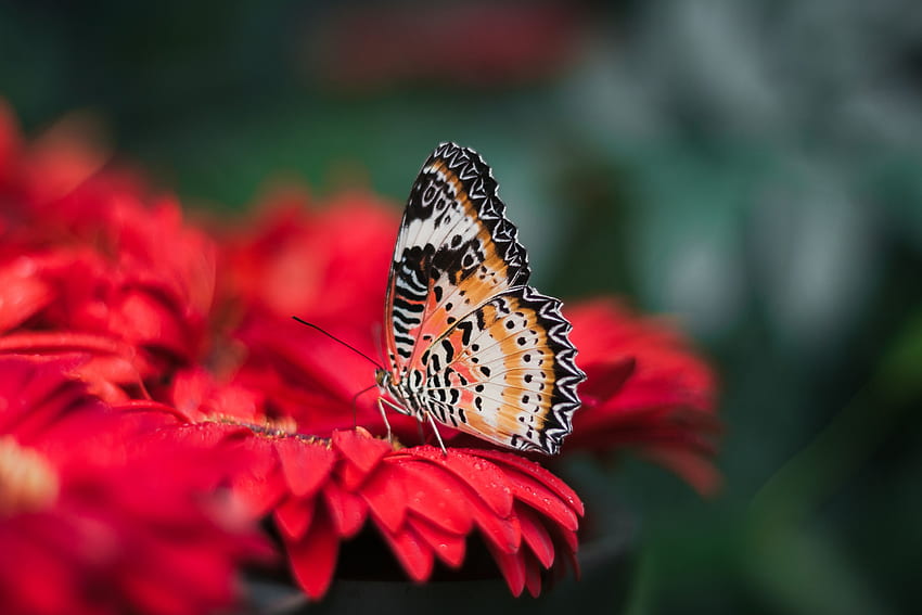 kwiat, makro, jasny, rozmycie, gładki, motyl, skrzydła Tapeta HD