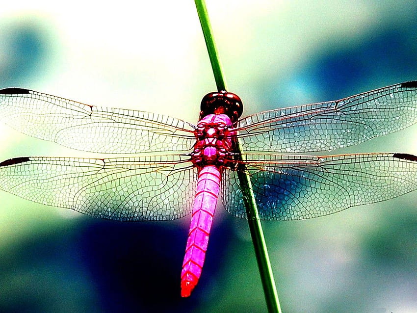 Dragonfly 19 - 1024 X 768 HD wallpaper