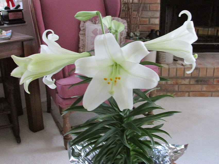 Easter Lily HD wallpaper