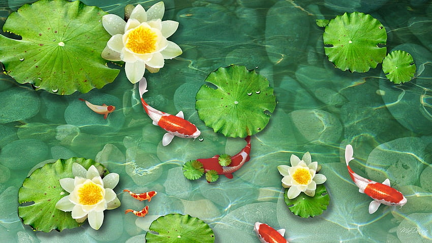 鯉の池。 恋。 鯉、池、青鯉 高画質の壁紙