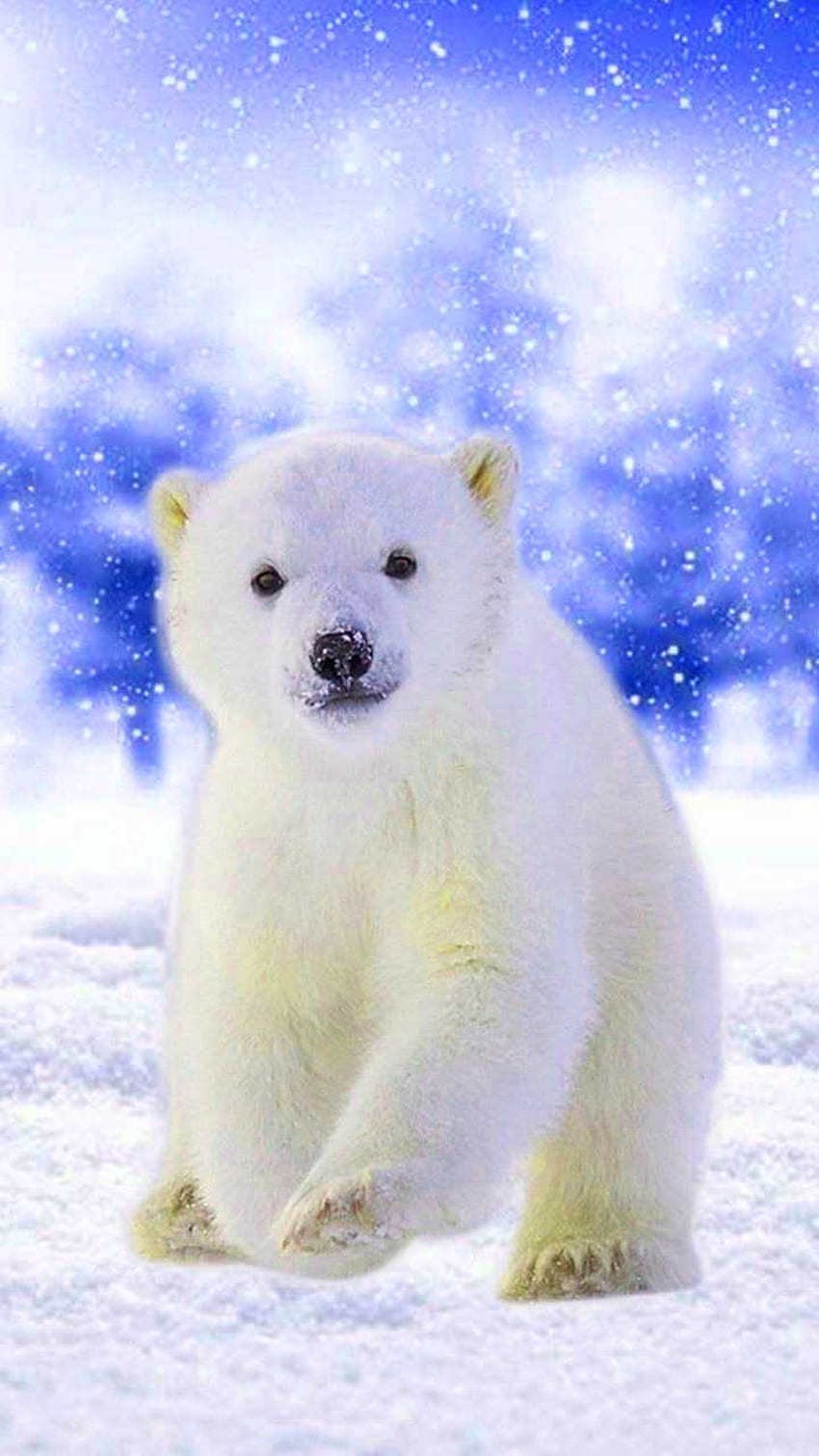 Bebê Urso Polar - Urso Polar Incrível e Legal Papel de parede de celular HD