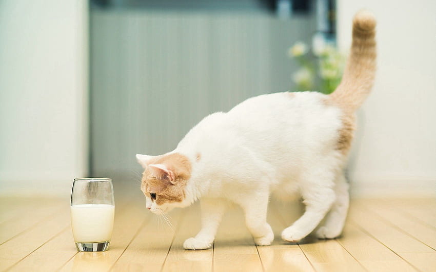 Animals, Cat, Spotted, Spotty, Glass, Milk, Floors HD wallpaper