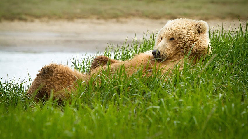สัตว์, หญ้า, โกหก, นอนลง, หมี, หนา, อ้วน วอลล์เปเปอร์ HD
