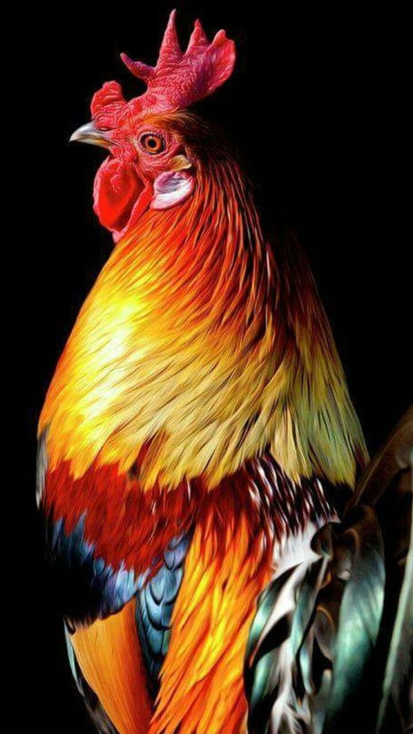 Bunter Hahn, Hahn, Hahn, Hahngraphik. Schöner Hahn. Ausgefallene Hühner, schöne Hühner, Hühner und Hähne, rotes Huhn HD-Handy-Hintergrundbild