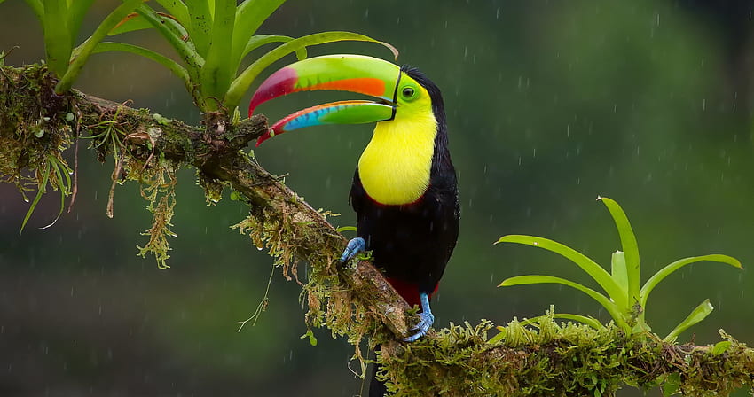 Burung Toco Toucan Burung Hutan Tropis . Hewan, Hewan hutan hujan, Burung peliharaan Wallpaper HD