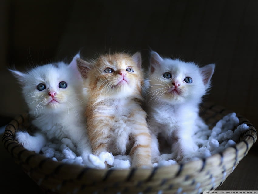 Kitties in a Basket, animal, basket, cat, feline HD wallpaper