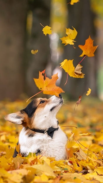 Maple leaves, dog, HD wallpapers: Hình nền HD của những chiếc lá phong rực rỡ và những chú chó dễ thương sẽ đem lại cảm giác trong lành và tươi mới cho bạn. Một bộ sưu tập những hình nền HD đẹp mắt để bạn thưởng thức và trang trí cho điện thoại của mình đấy!
