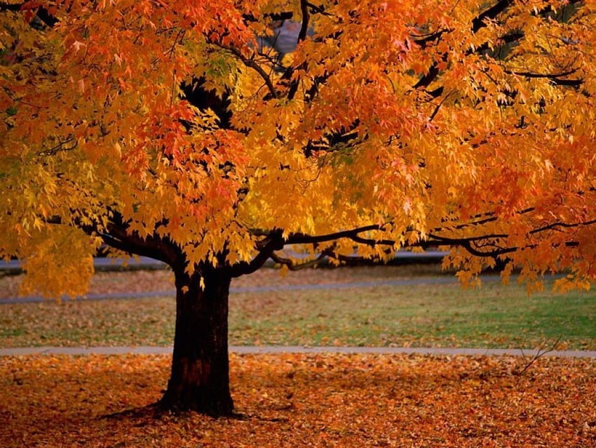 Autumn Lafontaine Park Montreal QC, automne, couleurs, Arbre, sais HD 월페이퍼