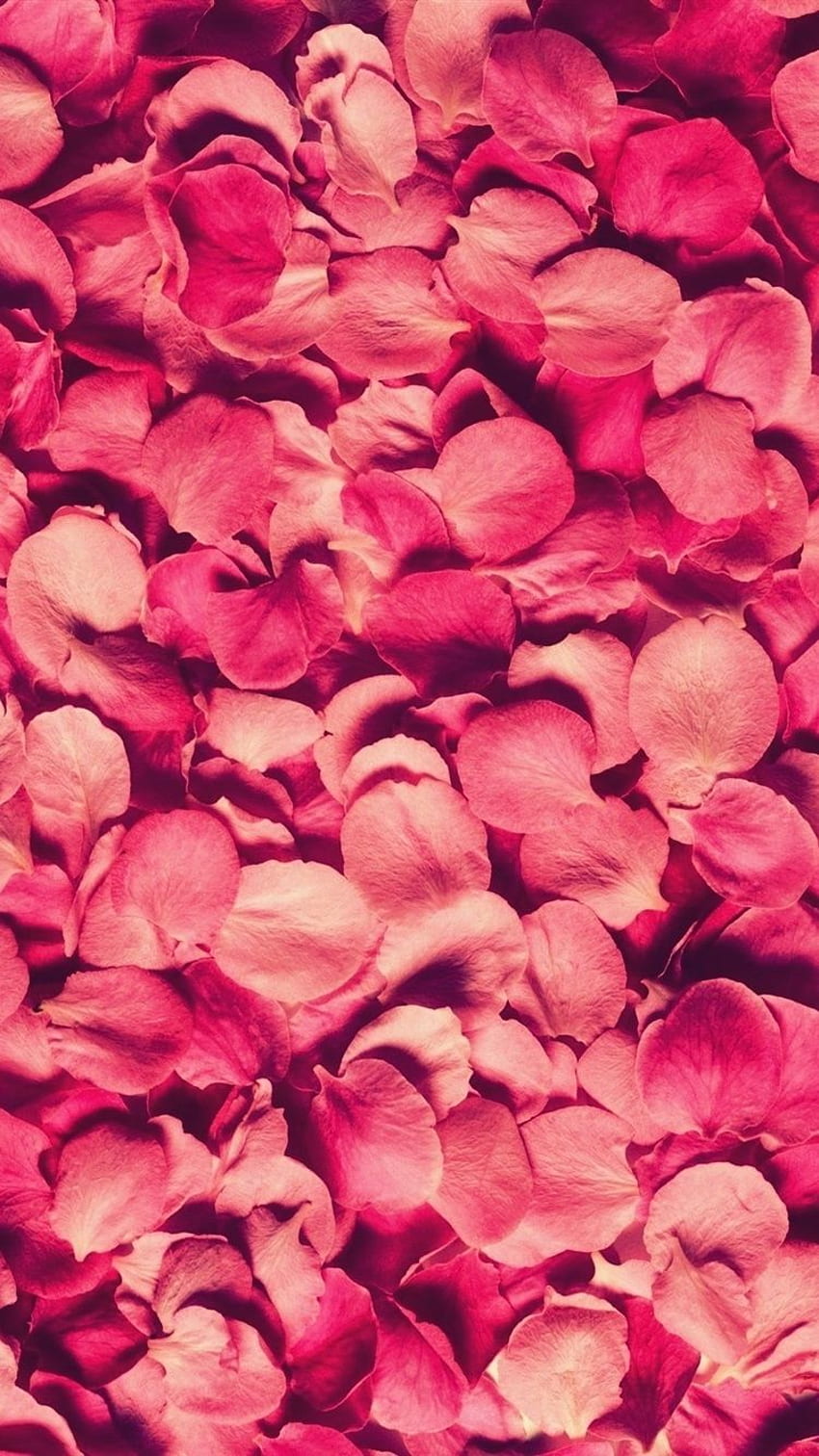 많은 분홍색 장미 꽃잎 배경 HD 전화 배경 화면