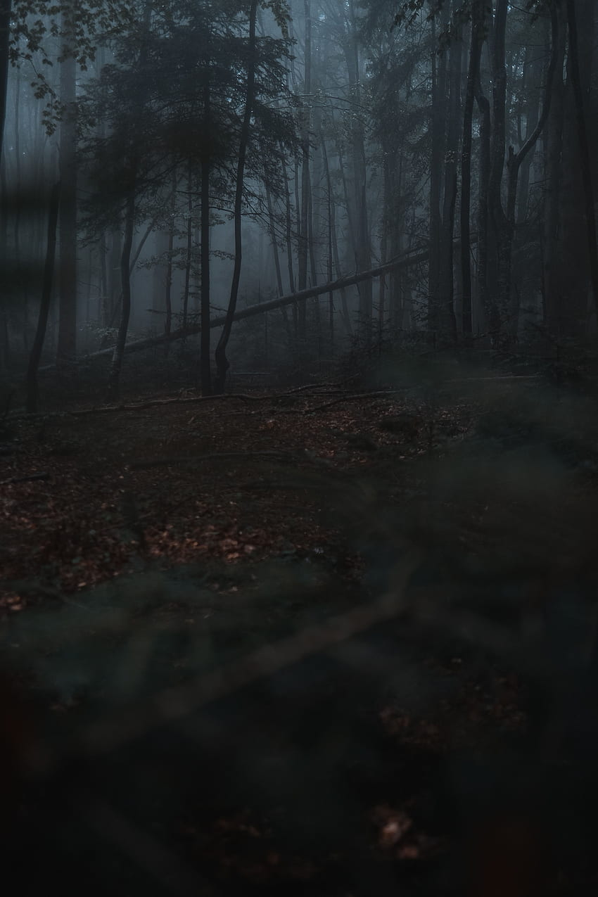 自然, 木, 暗い, 森, 霧, 暗い HD電話の壁紙