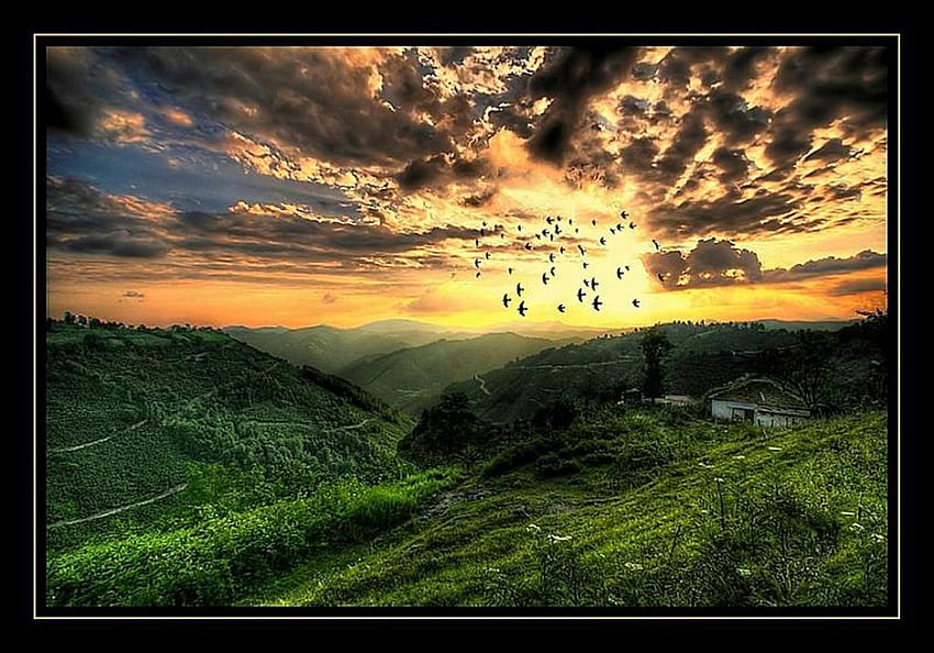 birds back home, grass, birds, sunset HD wallpaper