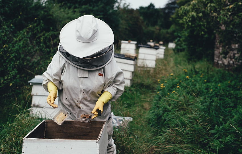 ป่า เซลล์ ผึ้ง น้ำผึ้ง รัง คนเลี้ยงผึ้ง ผึ้ง ลมพิษ สิ่ว คนเลี้ยงผึ้งสำหรับ ส่วน разное เลี้ยงผึ้ง วอลล์เปเปอร์ HD