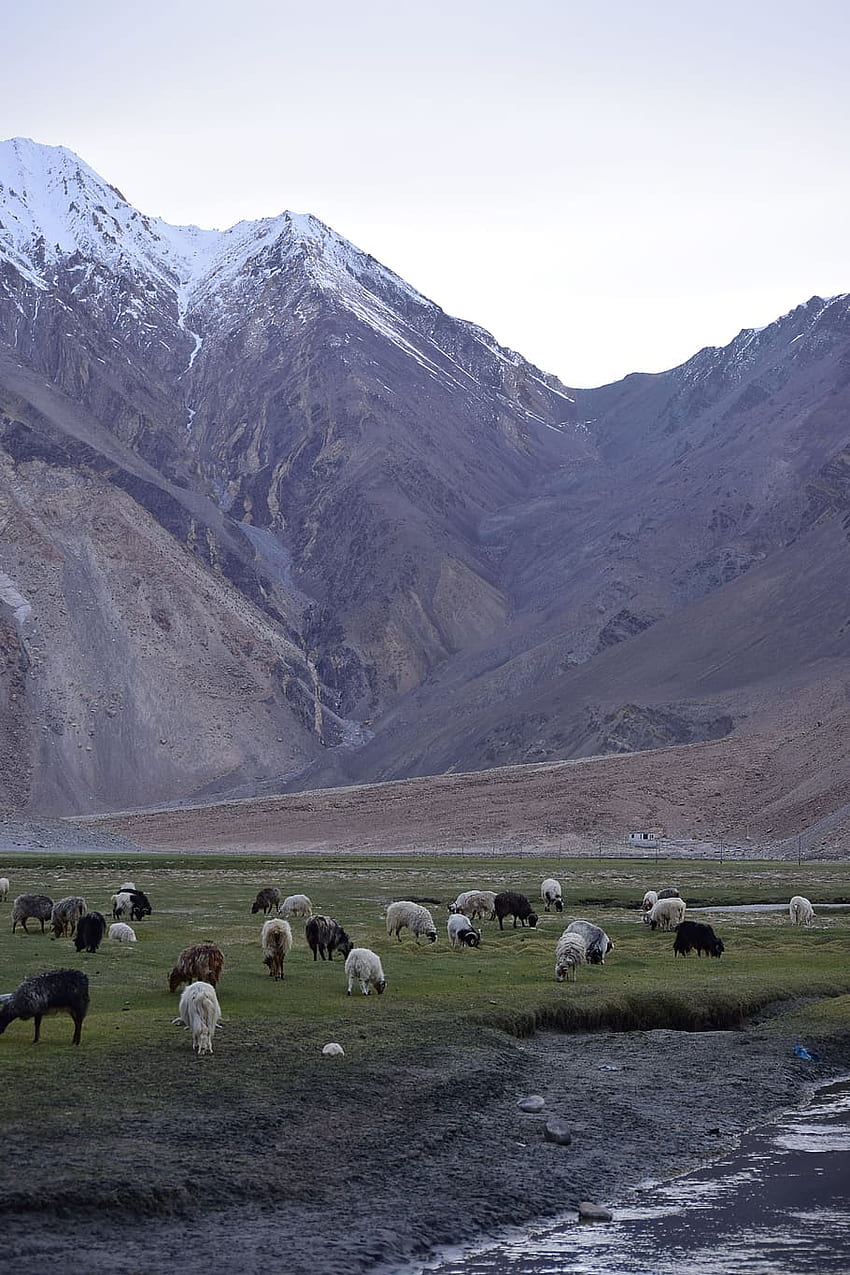 : montañas, ovejas, leh, ladakh, india, pastoreo fondo de pantalla del teléfono
