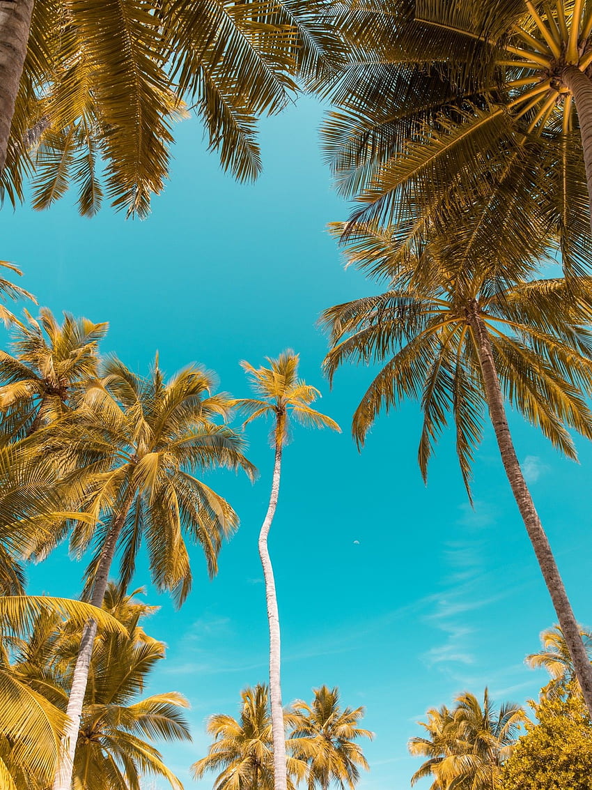 Clear Sky, Palm Trees, Tropical for Apple iPad Mini, Apple IPad 3, 4 HD phone wallpaper
