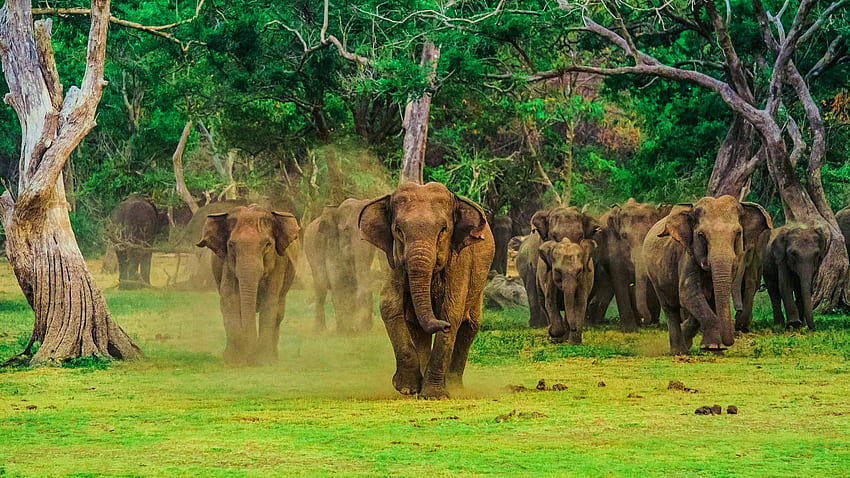 Ваканционен пакет за диви животни - Beyond Trust Holidays, Шри Ланка Слон HD тапет