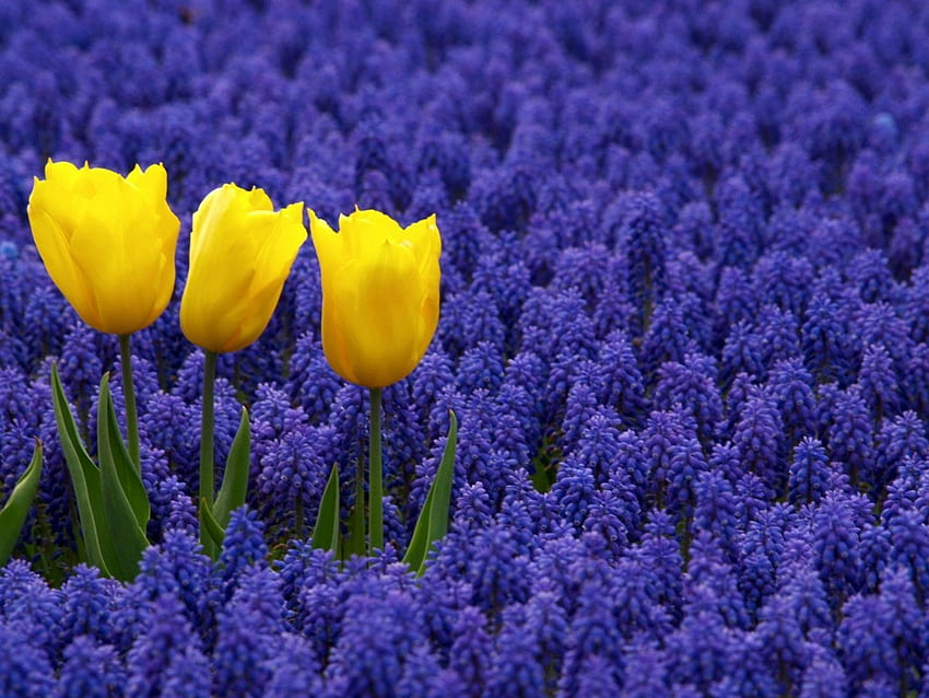 ผักตบชวาองุ่นกับดอกทิวลิป, สีฟ้า, สีเหลือง, ผักตบชวาองุ่น, ดอกทิวลิป, ฤดูใบไม้ผลิ วอลล์เปเปอร์ HD