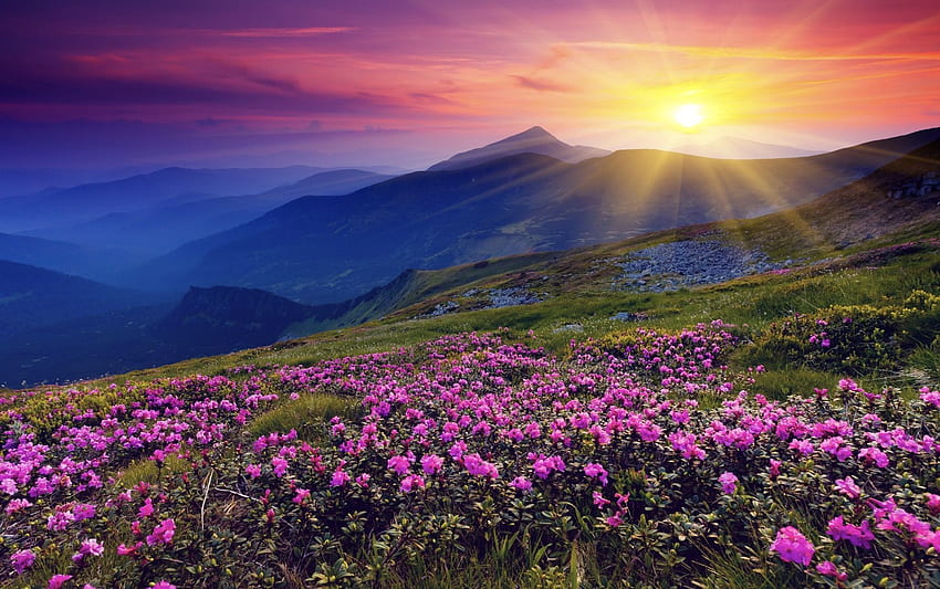ทุ่งหญ้าดอกไม้ภูเขาพระอาทิตย์ขึ้น วอลล์เปเปอร์ HD