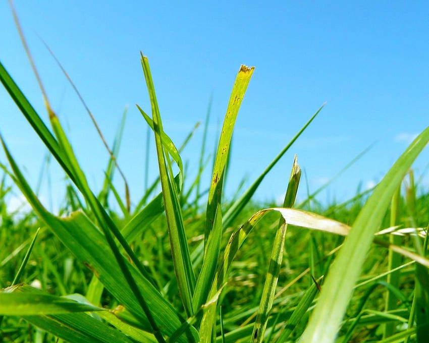 grass, greens, summer, clearly, brightly standard 5:4 background, Lemongrass HD wallpaper