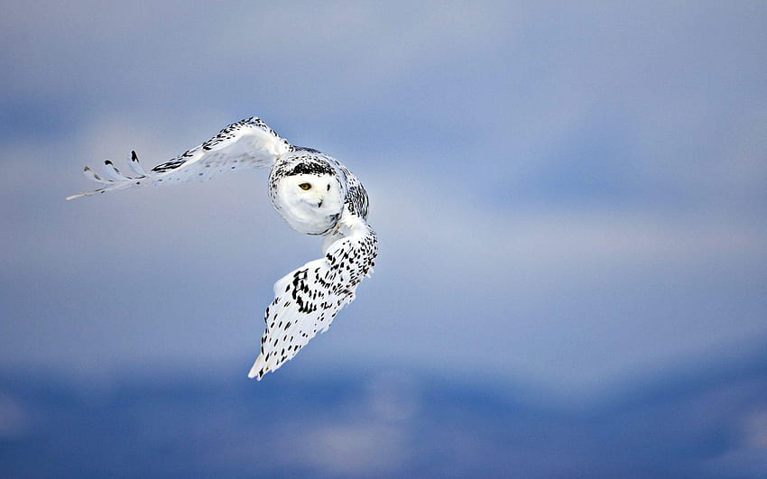 Snowy Owl HD wallpaper