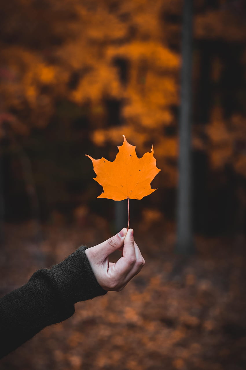 Autumn, Macro, Hand, , , Sheet, Leaf, Maple HD phone wallpaper | Pxfuel