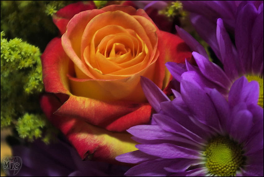 Bunte Arrangements, bunt, rot, Natur, Blumen, Arrangements, Blüten HD-Hintergrundbild
