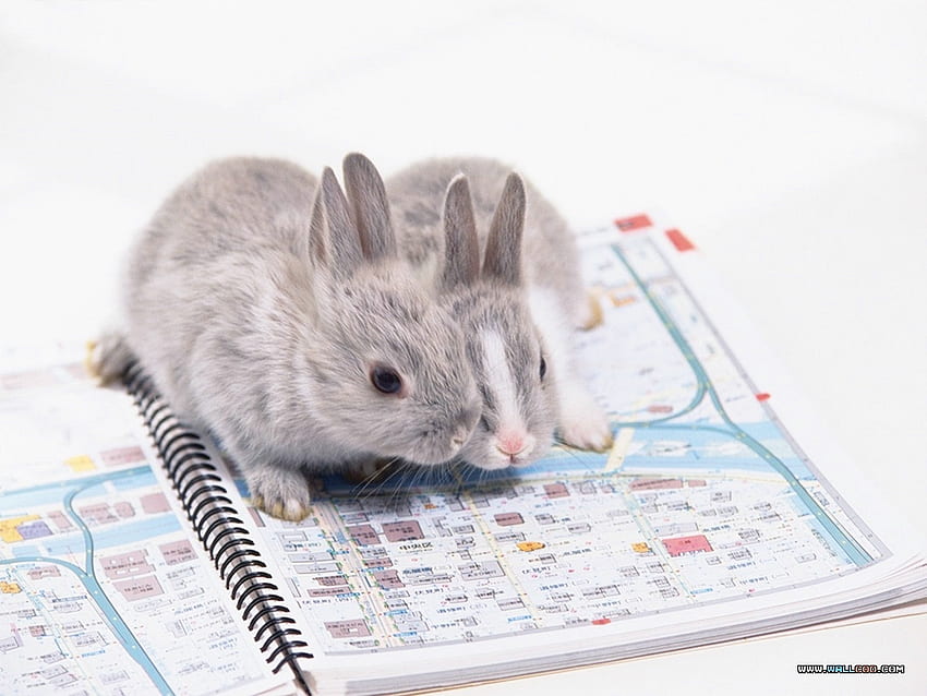 encantadores conejos, animal, encantador, mascotas, conejos fondo de pantalla
