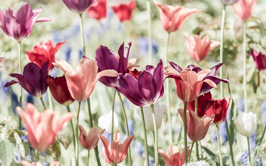 Tulips, tulip, field, flower, green, red, spring, orange HD wallpaper
