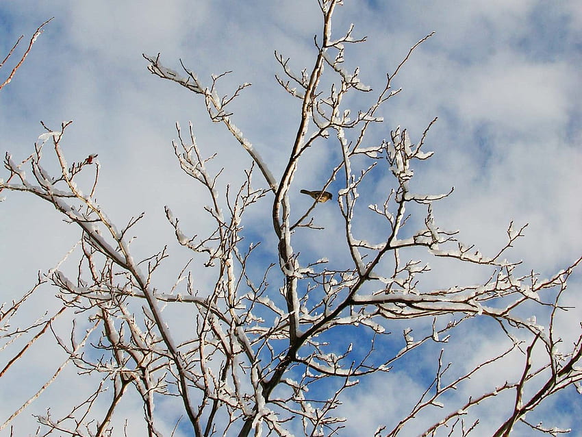 hiver, nature, oiseaux, neige, bois, arbre, branches, branche Fond d'écran HD