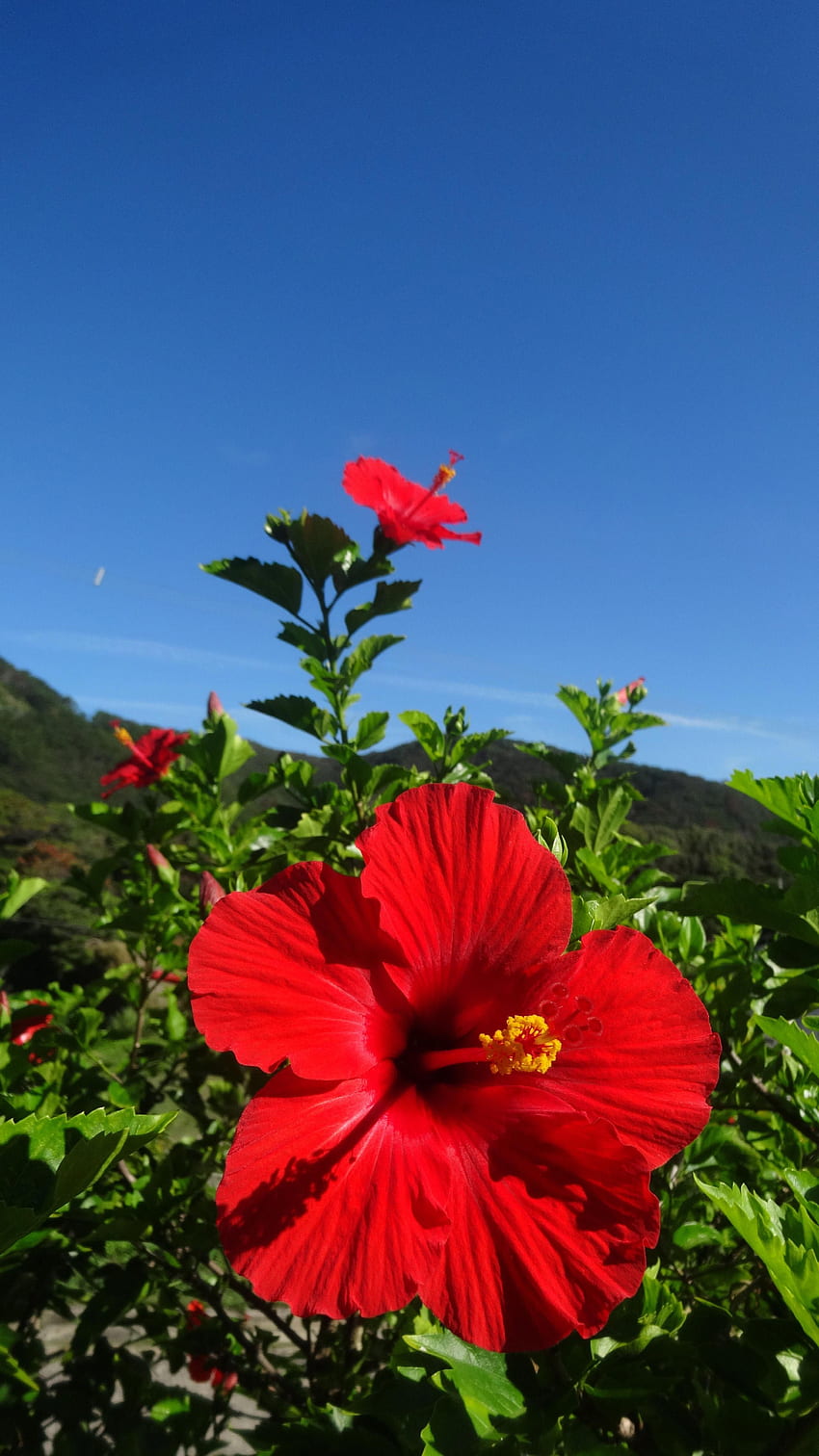 fiore di ibisco nome botanico Sfondo del telefono HD
