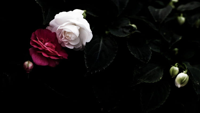 Dark Flower HD wallpaper | Pxfuel