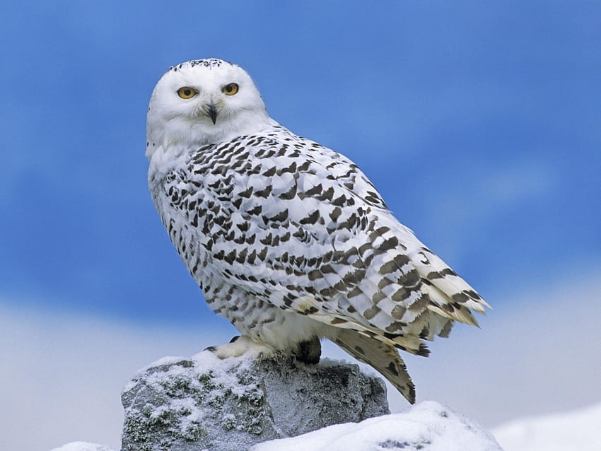 Animals, Owl, Snow, Bird, Predator HD wallpaper