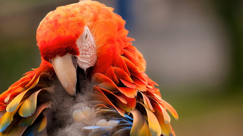의 동물, 새, 앵무새, 빨강, 파랑, 오렌지 배경 HD 월페이퍼
