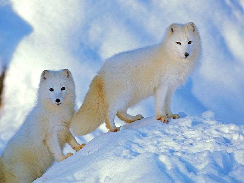 Arctic Fox Animal Facts. Vulpes lagopus, Baby Arctic Fox HD wallpaper