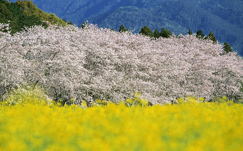 ทุ่งมัสตาร์ดและดอกเชอร์รี่ ฟ้า ขาว เชอร์รี่ เหลือง สวยงาม ธรรมชาติ ดอกไม้ เบ่งบาน วอลล์เปเปอร์ HD
