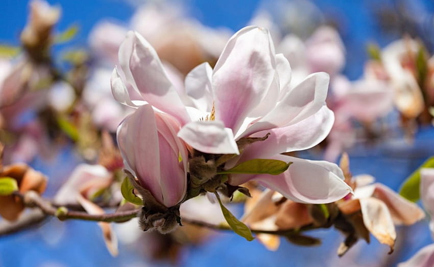 Magnolia Bloom, nature, flowers, bunch, bloom, magnolia HD wallpaper