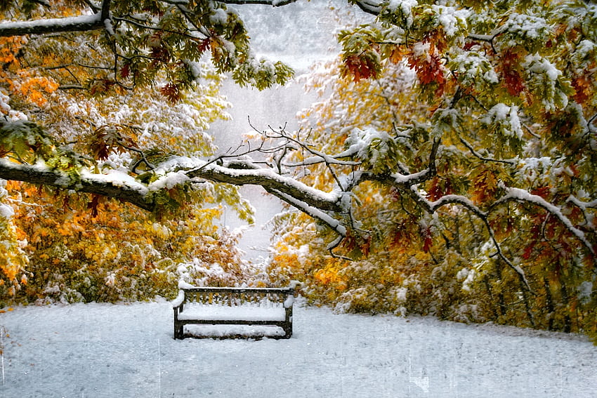 Първи сняг, дървета, пейка, сняг, парк HD тапет