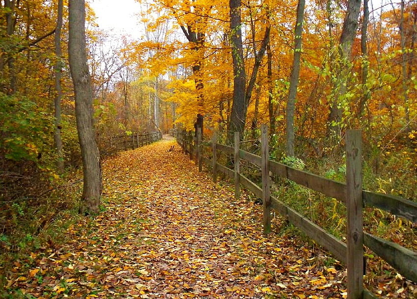 autumn walk, leaves, fence, autumn, nature, forest, walk HD wallpaper