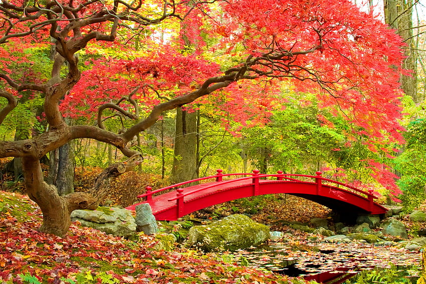 Lasy: Jesień Spokój Drzewa Natura Ogród Park Liście Most, japońska przyroda Tapeta HD