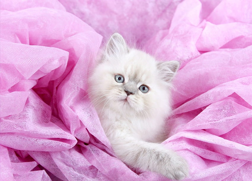 Коте, сладко, животно, розово, бяло, сладко, котка HD тапет