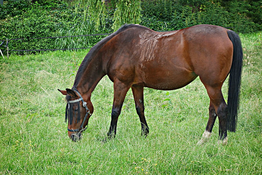 สัตว์ อาหาร หญ้า เดินเล่น ม้า วอลล์เปเปอร์ HD