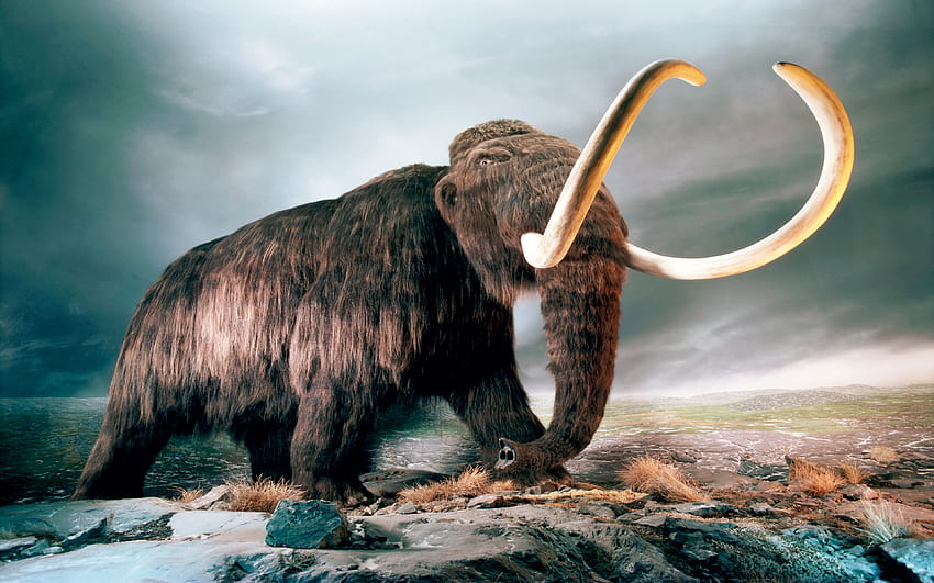 Mammut World Of Animals From The Past, Mammoth HD wallpaper