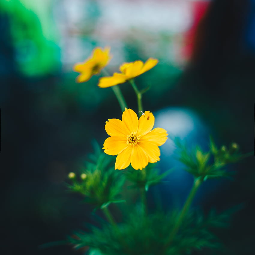 Flowers, Blur, Smooth, Kosmeya, Cosmos, Wild Flower, Field Flower HD phone wallpaper