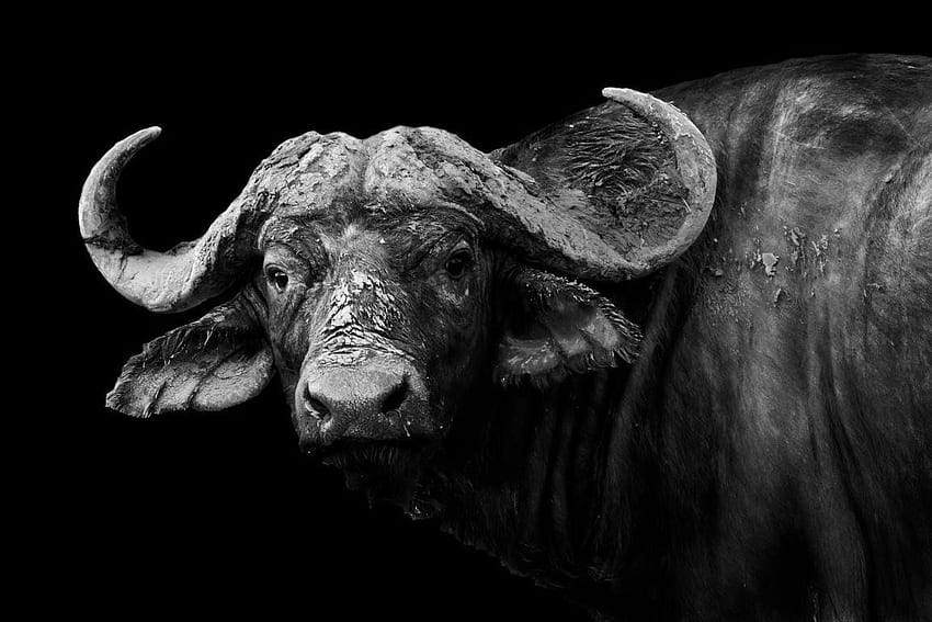 Awesome African Buffalo Id - Buffalo Black And White - , White Buffalo HD wallpaper