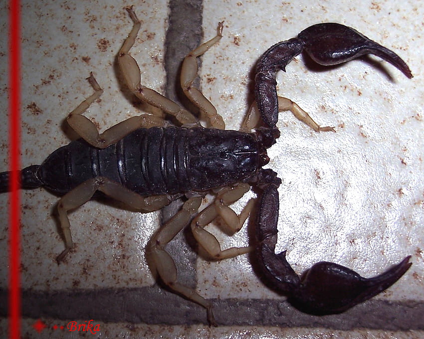 Scorpion HD wallpaper | Pxfuel