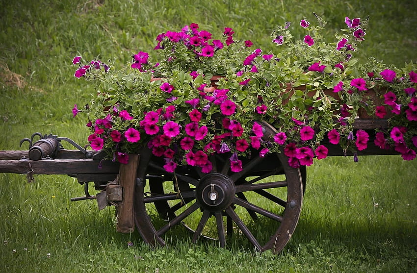 Flowers, Grass, Handsomely, It's Beautiful, Pots, Plant Pot, Cart, Petunia HD wallpaper