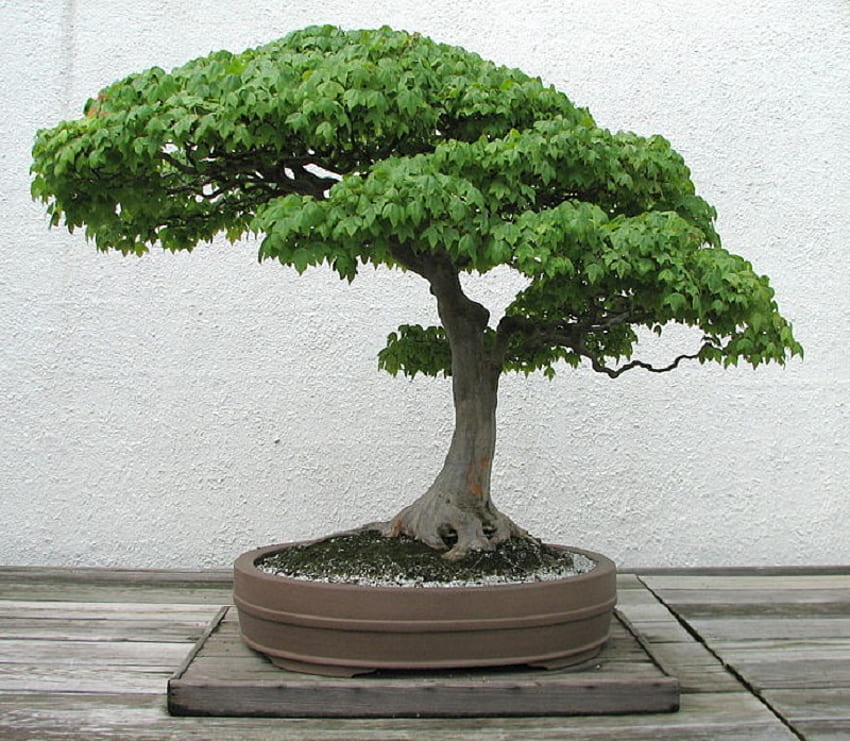 Klon trójząb 1895-2007, liście, klon trójząb, pień, drzewo, bonsai Tapeta HD