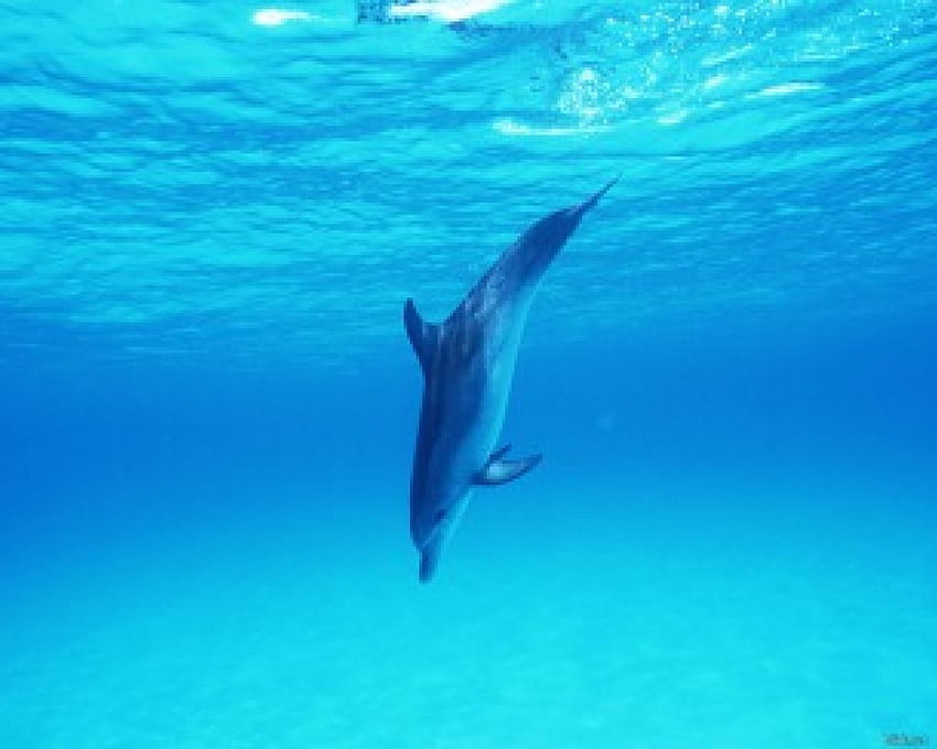 bottlenose dolphin, diving HD wallpaper